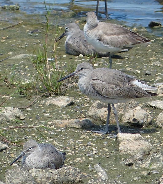 Western Willets